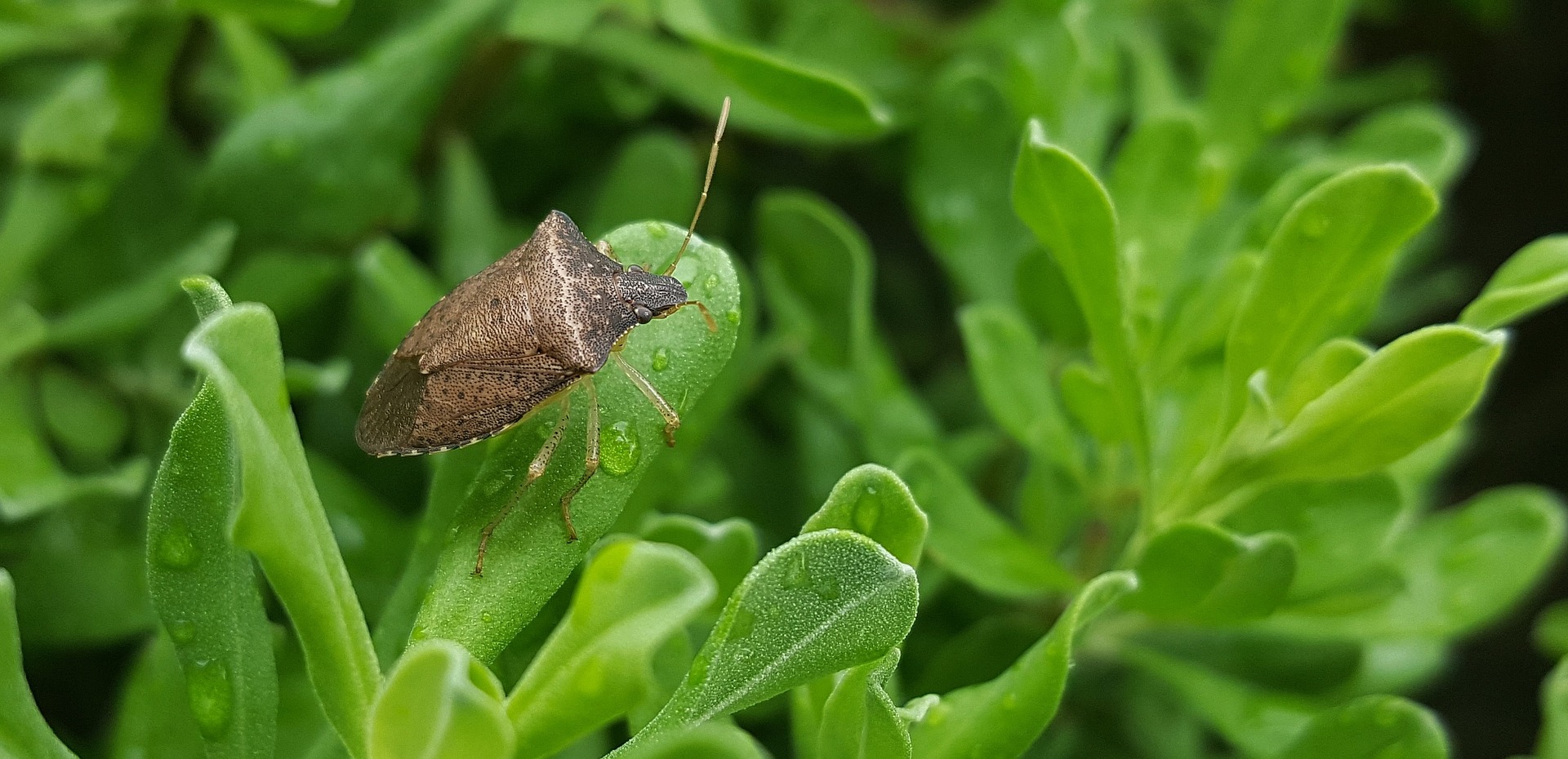 cimice asiatica la voce dei laghi